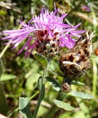 Centaurea fleischeri