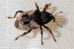 Cryptorhynchus fuscatus