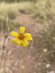 Helianthus devernii