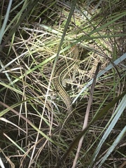 Gerrhosaurus nigrolineatus