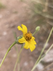 Helianthus devernii