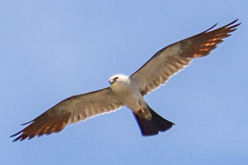 Mississippi Kite