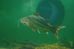 Pimelodus albicans
