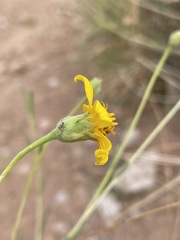Helianthus devernii