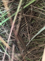 Gerrhosaurus nigrolineatus