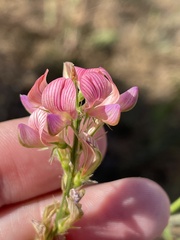 Onobrychis viciifolia