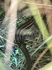 Gerrhosaurus nigrolineatus