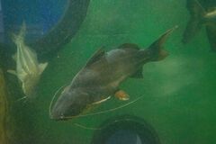 Pimelodus albicans
