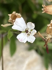 Heliosperma pusillum