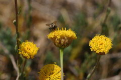 Santolina ageratifolia