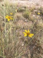 Helianthus devernii