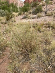 Helianthus devernii