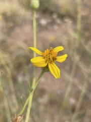 Helianthus devernii