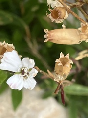 Heliosperma pusillum