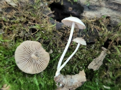 Psathyrella sulcatotuberculosa