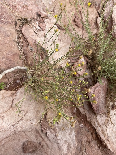 Image of Laphamia intricata by (c) Matt Berger, some rights reserved (CC BY)