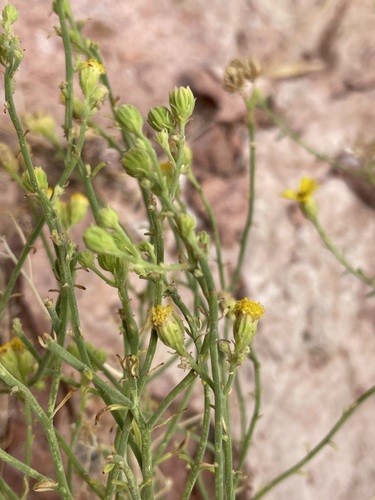 desert rockdaisy (Laphamia intricata)