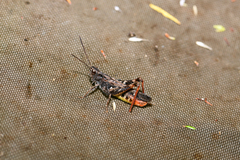 Chorthippus mollis ignifer