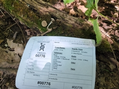 Psathyrella sulcatotuberculosa