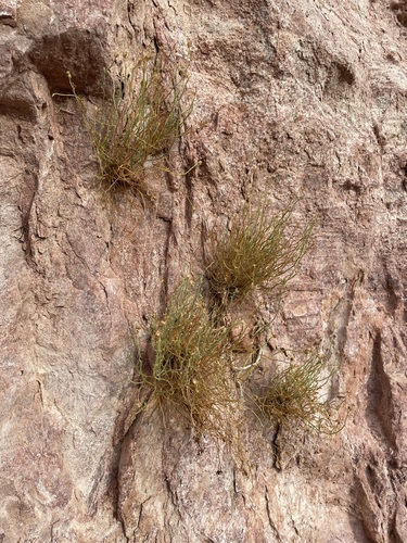 Image of Laphamia intricata by (c) Matt Berger, some rights reserved (CC BY)