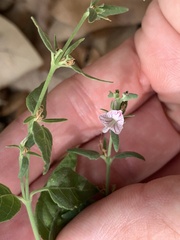 Carlowrightia texana