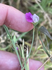 Lathyrus hirsutus