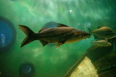 Pimelodus albicans