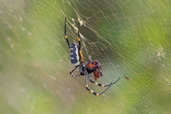 Trichonephila senegalensis