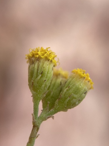 Image of Laphamia intricata by (c) Matt Berger, some rights reserved (CC BY)