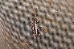 Chorthippus mollis ignifer