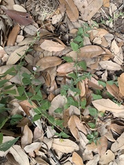 Carlowrightia texana