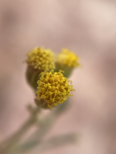 Image of Laphamia intricata by (c) Matt Berger, some rights reserved (CC BY)