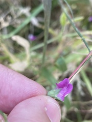 Lathyrus hirsutus