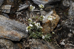 Draba lonchocarpa
