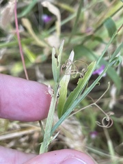 Lathyrus hirsutus