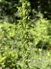 Platanthera unalascensis