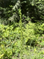 Platanthera unalascensis