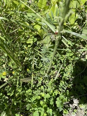 Platanthera unalascensis