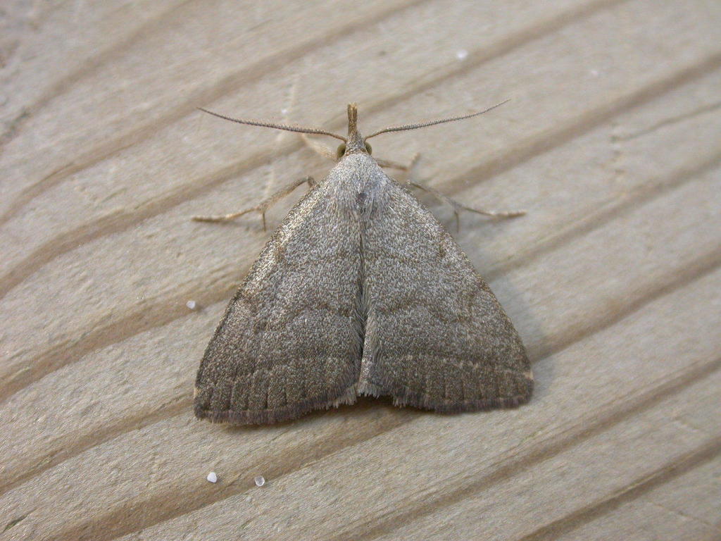 Common Fan-foot