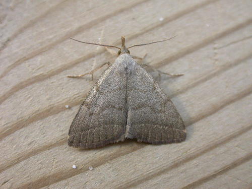 Common Fan-foot