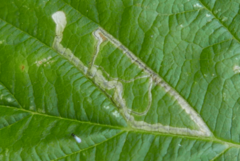 Stigmella aurella