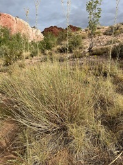 Helianthus devernii