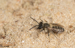 Andrena fuscipes