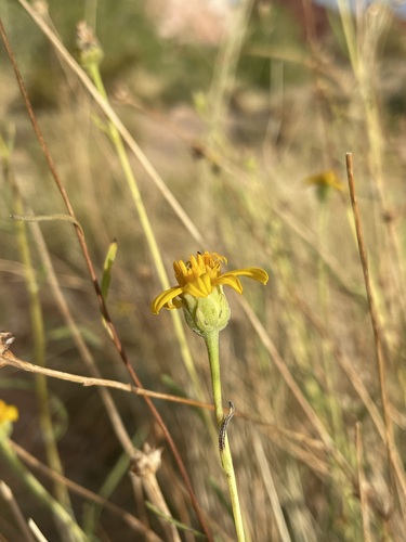 Image of Helianthus devernii by (c) Matt Berger, some rights reserved (CC BY)
