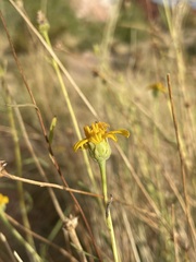 Helianthus devernii