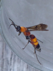 Psorthaspis mariae