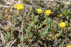Santolina ageratifolia