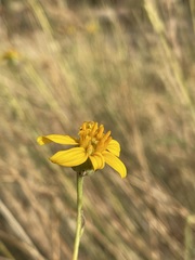 Helianthus devernii
