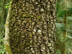 Araucaria angustifolia
