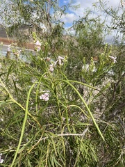 Chilopsis linearis